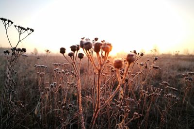 Close-up of plants on field against sky