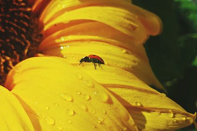 Close-up of ladybug on wet yellow flower