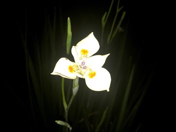 Close-up of white flower blooming against black background