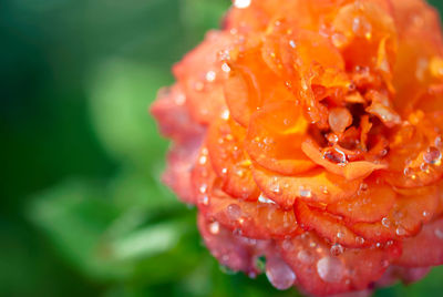 Close-up of wet red rose flower