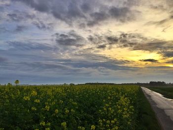 Scenic view of field against sky during sunset