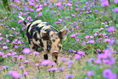 Close-up of pig on field