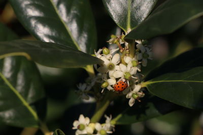 Close-up of flowers