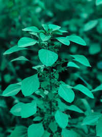 Close-up of green plant