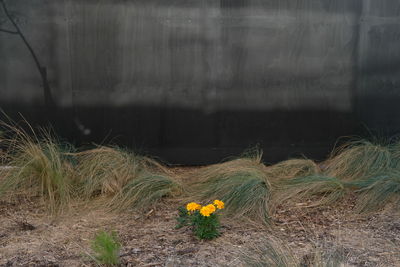 Close-up of flowers against blurred background