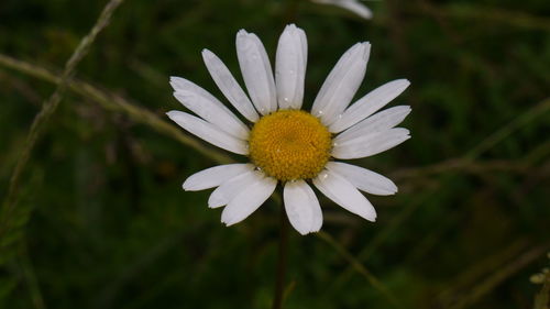 Close-up of white daisy blooming outdoors