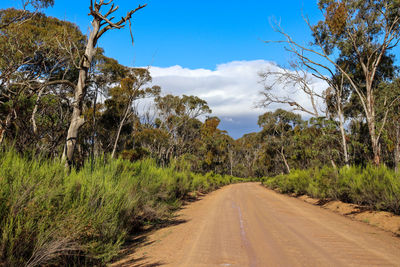 Dirt road on sunny day through dry bush landscape