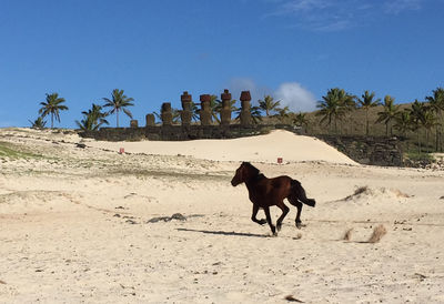 Horse in desert against sky