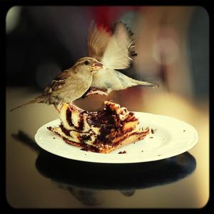 Close-up of bird on plate