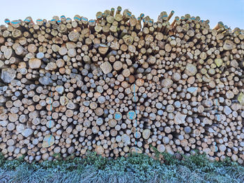 Stack of logs in forest