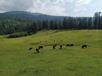 Flock of sheep in a field