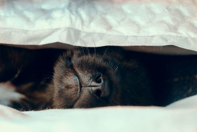 Close-up of a cat resting on bed