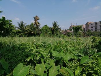 Crops growing on field against sky