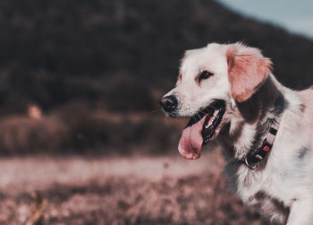 Close-up of dog looking away