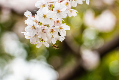 Close-up of white cherry blossoms