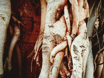 Full frame shot of tree trunk