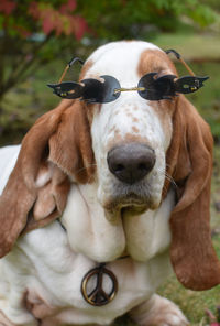 Close-up of dog wearing funny glasses 