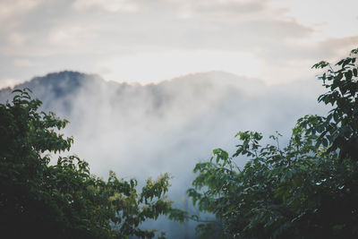 Low angle view of trees against sky