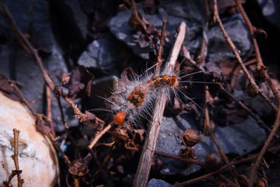 Close-up of dried plant on field with worm