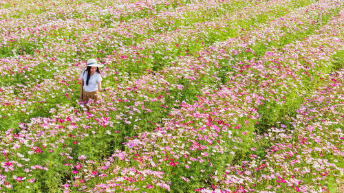 Pink flowering plants on field