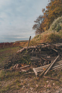 Plants growing on field against sky during autumn