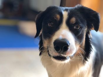 Close-up portrait of dog