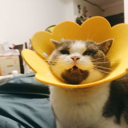 pet