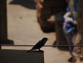 Close-up of bird perching on retaining wall