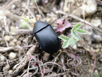 Overhead close-up of black beetle