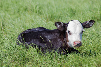 Close-up of a horse on field
