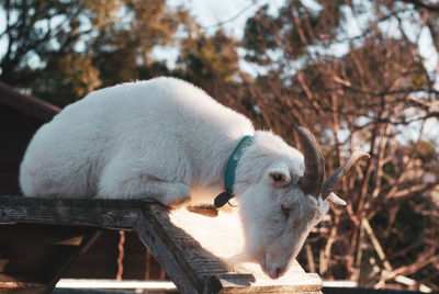 Close-up of sheep on tree