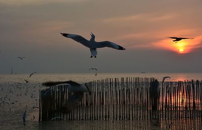Seagulls flying over sea against sky during sunset