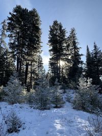 Trees on snow covered field against sky