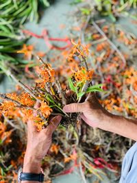 Close-up of hand holding plant