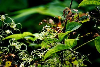 Close-up of insect on plant