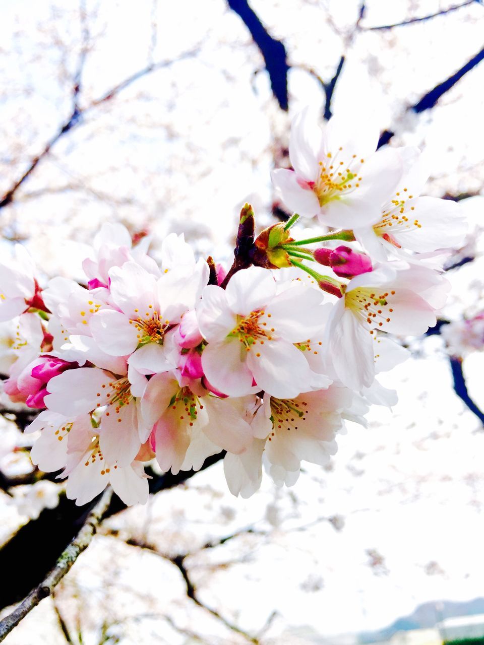 flower, freshness, fragility, petal, cherry blossom, growth, branch, beauty in nature, blossom, tree, cherry tree, white color, nature, flower head, in bloom, close-up, blooming, springtime, focus on foreground, twig