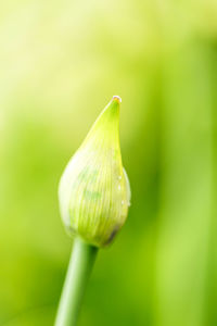 Close-up of green bud