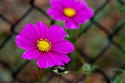 flowering plant