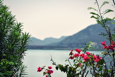 Close-up of plants against calm sea