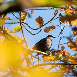 Low angle view of bird perching on tree against sky