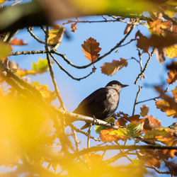 Low angle view of bird perching on tree against sky