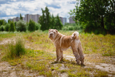 Cat standing in a field