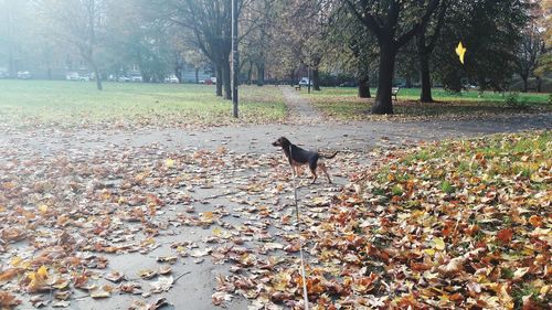 Dog on field in park during autumn