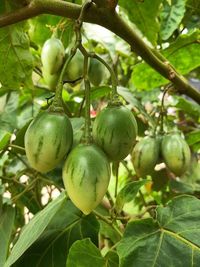 Close-up of fruits growing on tree