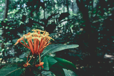 Close-up of flower blooming outdoors