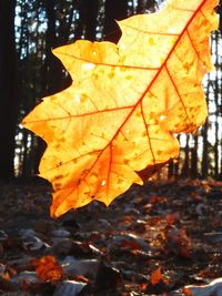 Close-up of maple leaves