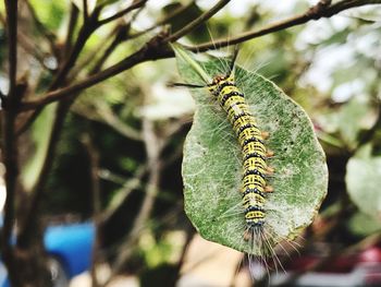 Close-up of insect on plant