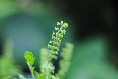 Close-up of fresh green plant