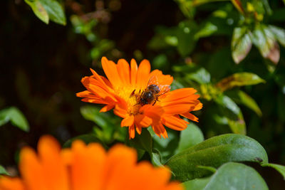 Close-up of bee pollinating on flower