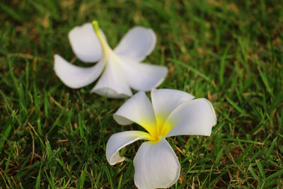 Close-up of white flower on field